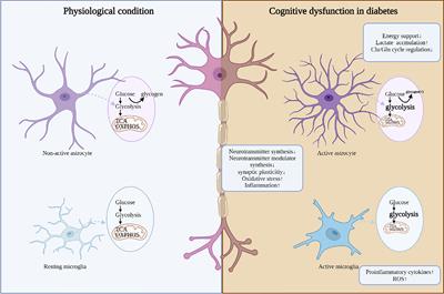 Cognitive dysfunction in diabetes: abnormal glucose metabolic regulation in the brain